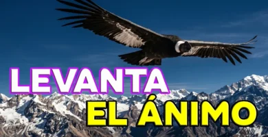 musica-andina-para-levantar-el-animo